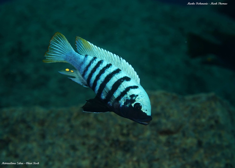 Maylandia zebra 'Chiwi Rocks'